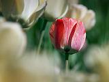 Lone Red Tulip_25187